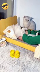 Funny "funny animals video*funny dog*funny cat"comedy*funny video