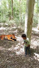 Tigerattack man in forest#tiger#attack#animal#forest#junglekatiger