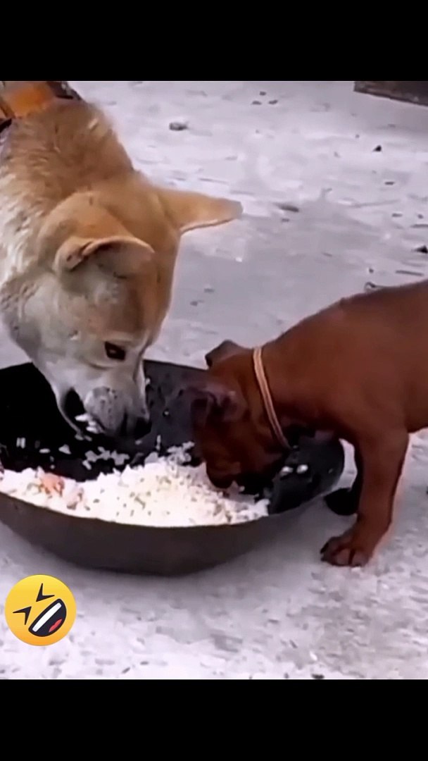 ⁣Funny animals video*funny video*animals video*comedy*animals sound*animals action*