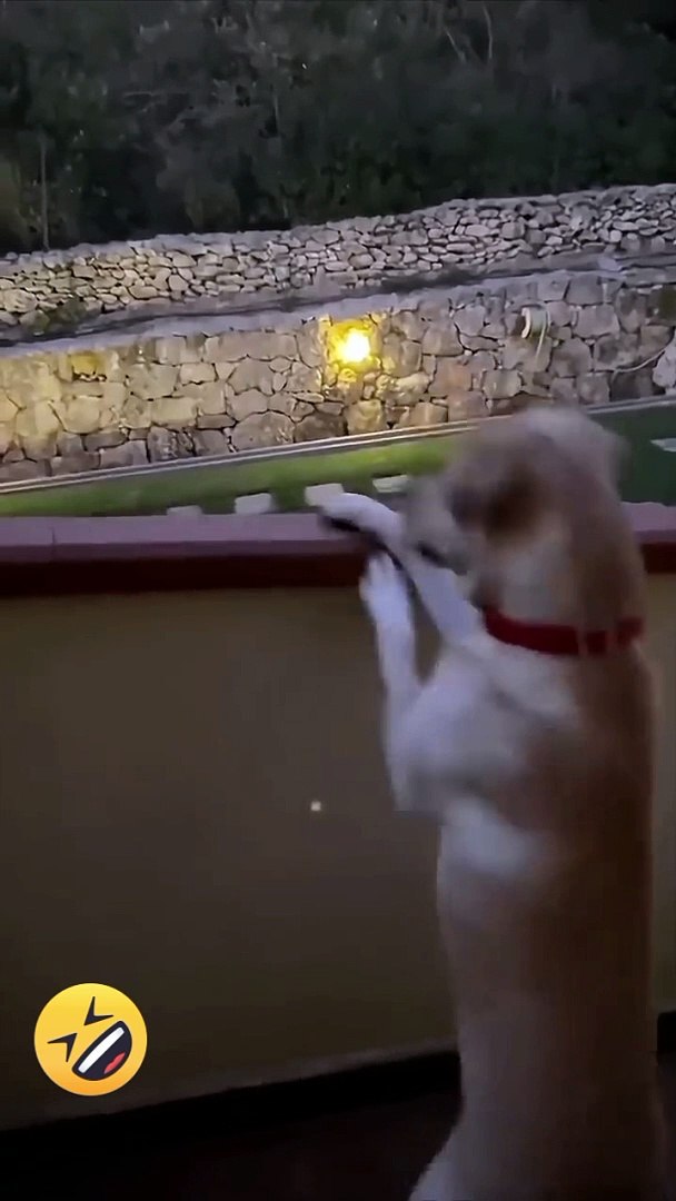 ⁣Funny animals video*funny video*animals video*comedy*animals sound*animals