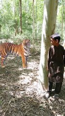 Tigerattack man in forest#tiger#attack#animal#forest#junglekatiger