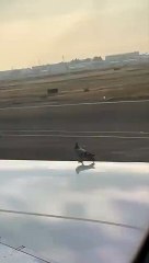 Pigeon Surprised by Planes High Speeds __ ViralHog