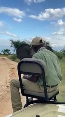 Playful Elephant Surprises Safari Tracker