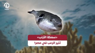 «سمكة الأرنب» تثير الرعب في مصر!