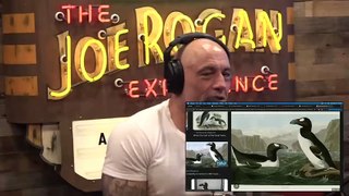 Episode 2158 Harland Williams- The Joe Rogan Experience Video