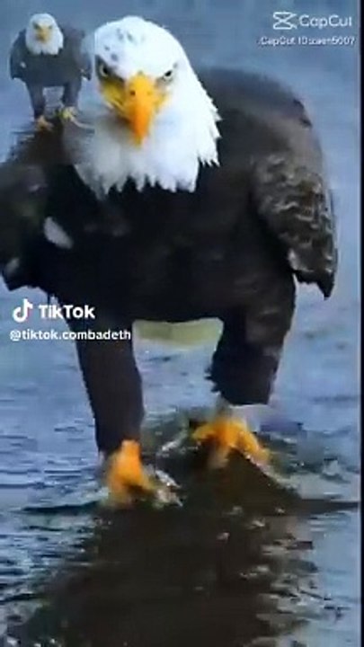 Eagle  flying  beautiy