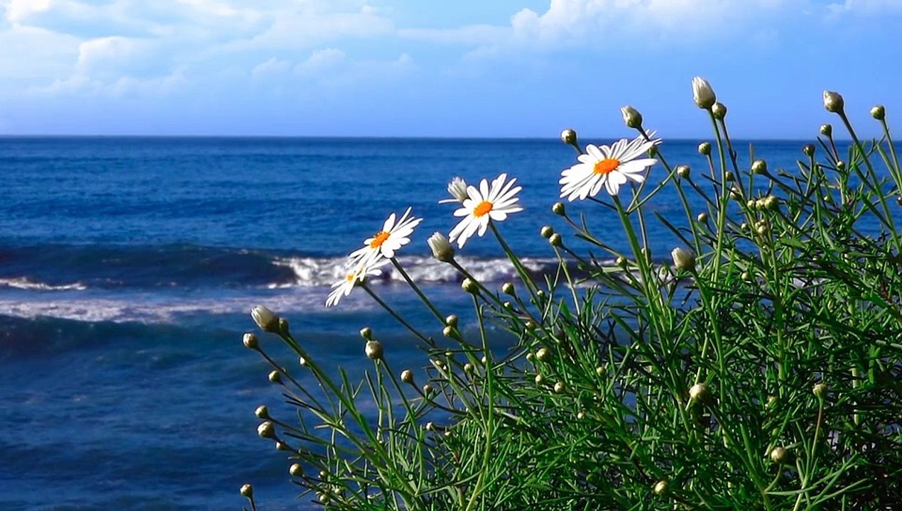 daisy_-_103485 (540p)