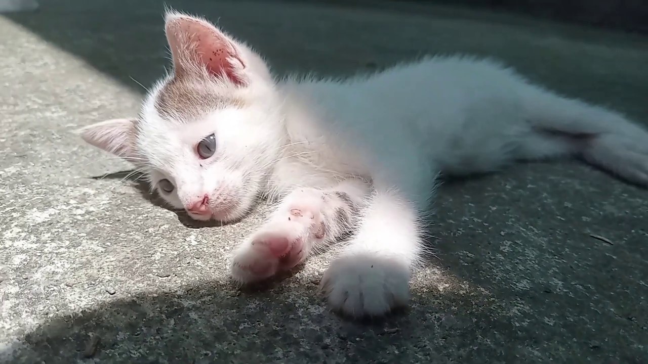 INSANE Amount Of Rejection ENDURED by kitten to FIND Mom.