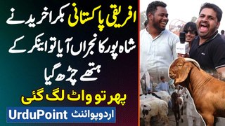 African Pakistani Bakra Kharidne Shahpur Kanjra Mandi Aay Tu Anchor Ke Hathy Charh Gaya