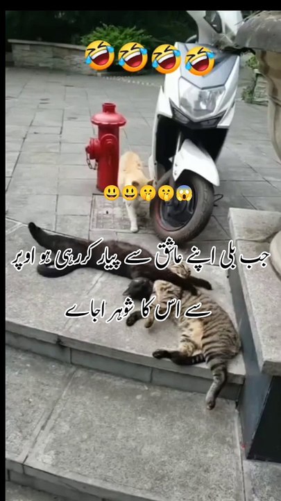 Fany vedio fany cat Vedio