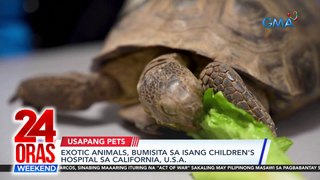 Kangaroo, nakawala sa Texas, U.S.A; exotic animals, bumisita sa isang children's hospital sa California | 24 Oras Weekend