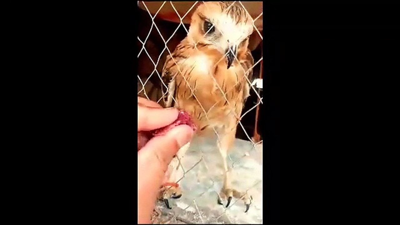 Eagle_open_mouth_A_barred_owl_love_story_from_my_backyard_Brown_Fish_owl_Great_horned_owl_#owllover(360p)