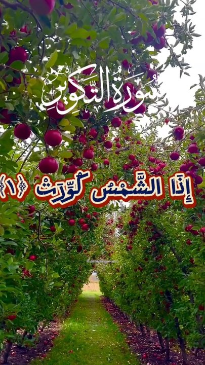 Tilawte quran Pak
