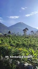 Pesona Keindahan Alam Gunung Kembang dan Sindoro