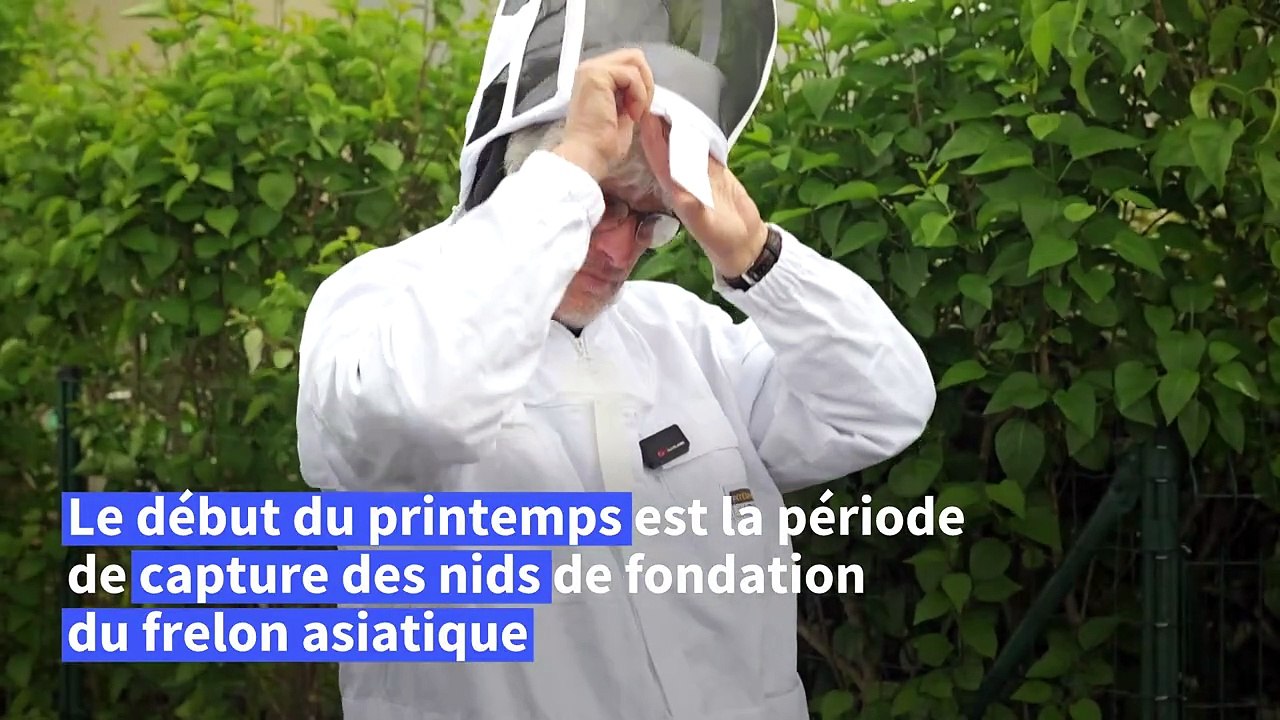 Le frelon asiatique, responsable de 20% de la mortalité dans les ruchers