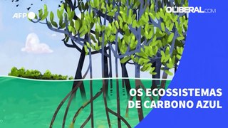 Os ecossistemas de carbono azul