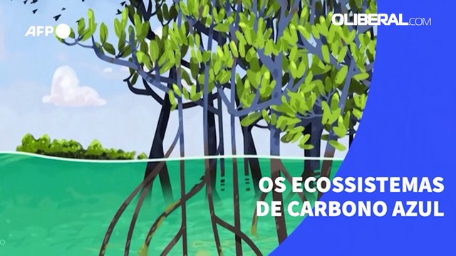 Os ecossistemas de carbono azul