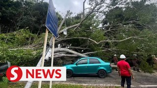 Motorcyclist and driver escape falling tree in Melaka, uprooted tree causes traffic jam in KL