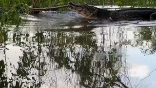 Jacaré e sucuri fazem duelo no meio do rio no Pantanal