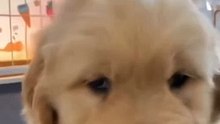 LILO AS A PUPPY