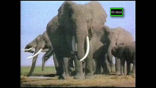 Mundo Natural: El Eco de los Elefantes - Documental 1995 - Español Latino Parte 2