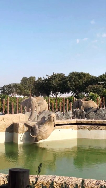 Elephant fells in water  #elephan #water