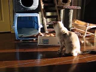Bataille de chats