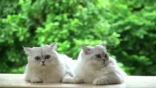 Beautiful cats animal video