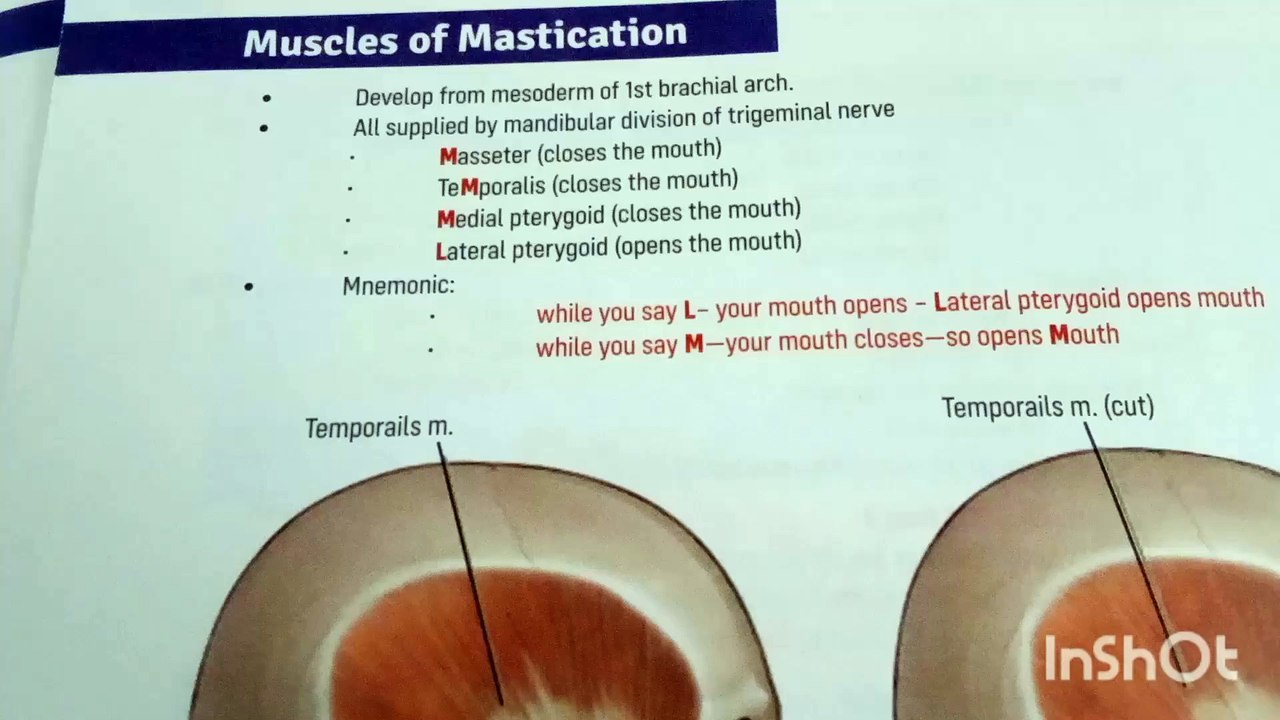 Anatomy of head and neck