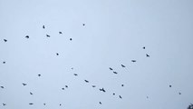 Flock of Crows Cawing | Crows Gather to Roost at night | Crows Cawing in large numbers | Raven