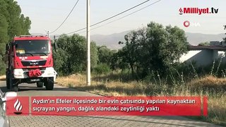 Aydın’da yürek yakan olay! 50 dönüm zeytinlik kaynaktan çıkan kıvılcımla yandı