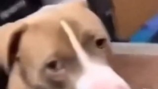 Funny Pets Videos Ever Been Funny Funny Pets Funny Pets Life Pet