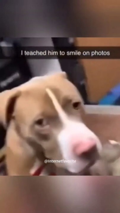 面白いペットの動画 今まで面白かったペット 面白いペット 面白いペット ライフペット