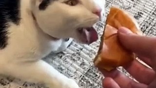 Funny Pets Videos Ever Funny Pets Cat