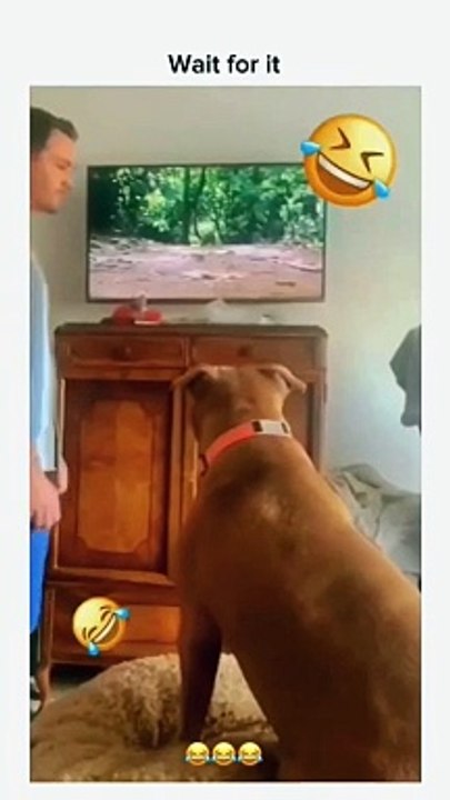 面白いペットの動画 面白いペットの生活 猫のペット 面白いペット