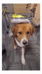 インターネット上の面白い動物のビデオクリップ