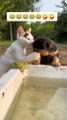 only fun animals funny videos follow me