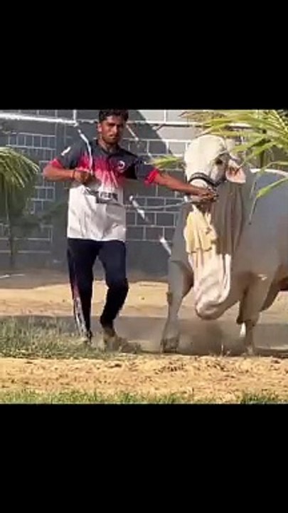 Amazing ox