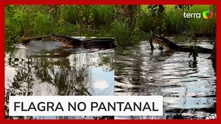 Fotógrafo flagra jacaré e sucuri em embate no Pantanal; batalha teria durado 2 horas