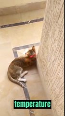 Happy Cat in a Balcony - Cat Video - Cute Cat - Funny Cat #Catvideo #Catshorts #Cat