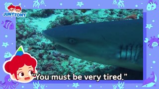 NEW Sharks- Assemble- Fun Facts About Sharks Animal Songs Kids Songs - Stories JunyTony