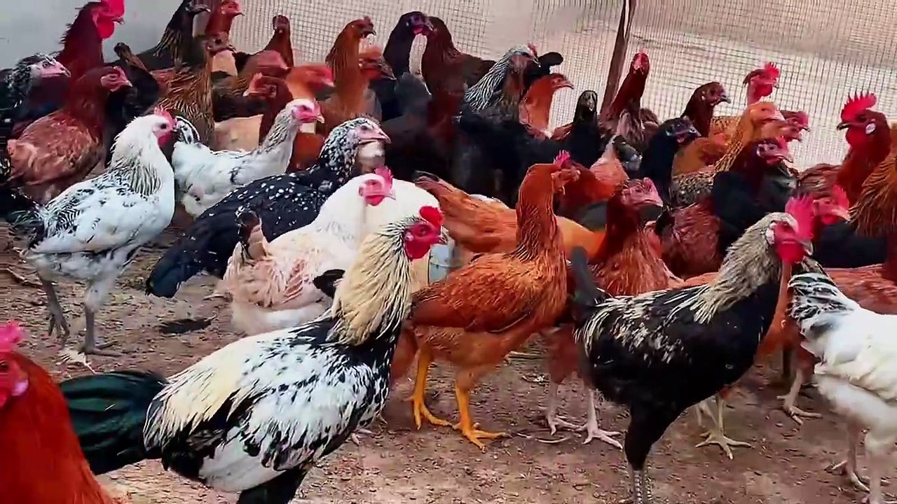 How to Increase Chicken Eggs Production Using Calcium Supplements by Dr Inzmam