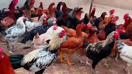 How to Increase Chicken Eggs Production Using Calcium Supplements by Dr Inzmam