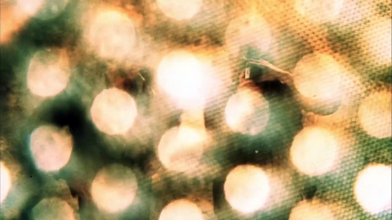 Phase IV (1974) stream deutsch anschauen