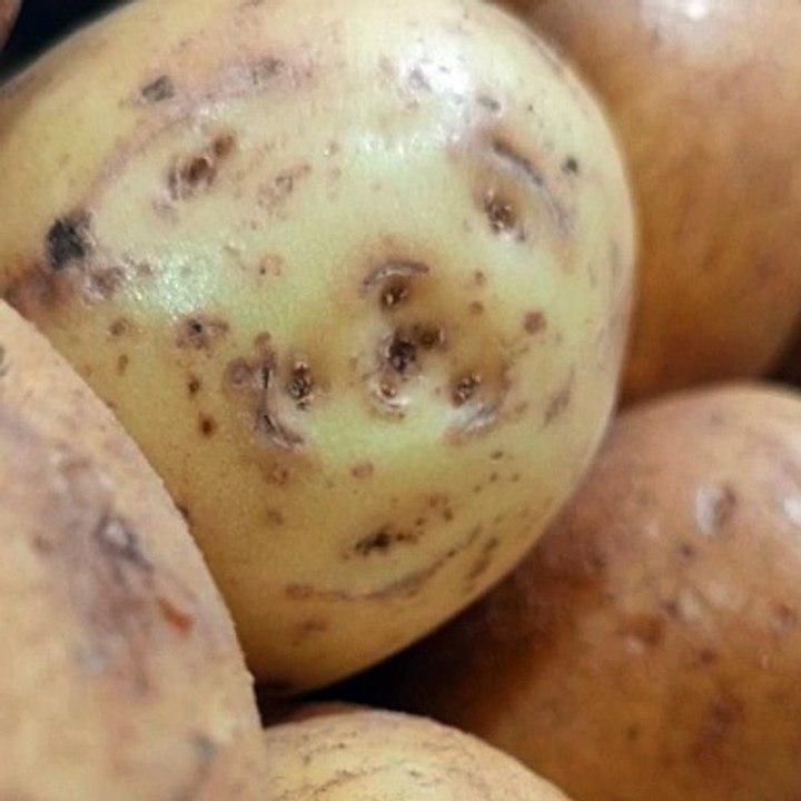 -ANDRÉS DE JESÚS VÉLEZ FRANCO- INFILTRADOS (2006): ESTRENO (PARTE 2) (@AndresdeJesus90)