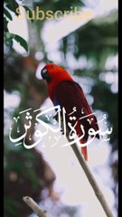#Surah#Surah_khusar#Quran#islam#islamic#taqareer#Surah_rahman#Surah_yasin#surah_yaseen