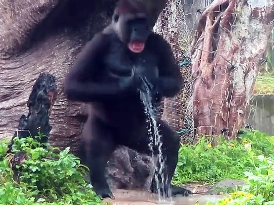 Funny video