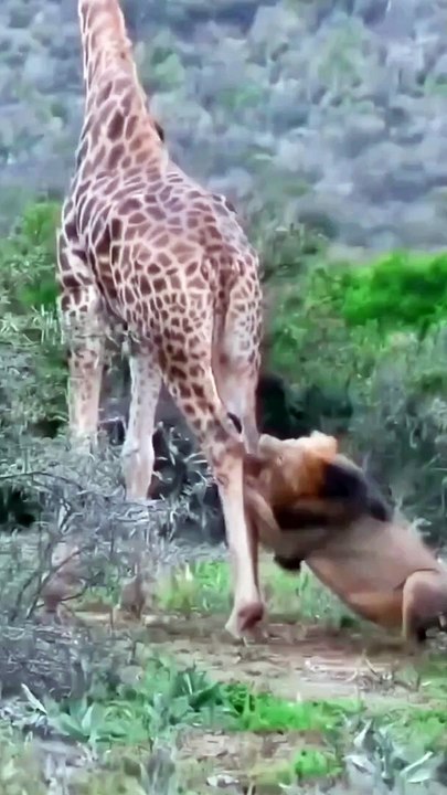 Animals lovers #dailymotion