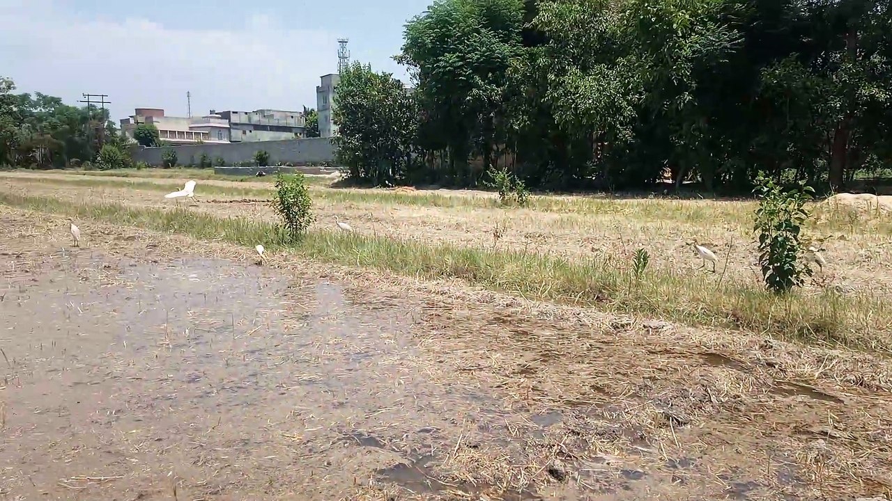 Bird Lover|Nature Beauty |Beautiful Birds| @birds #birds