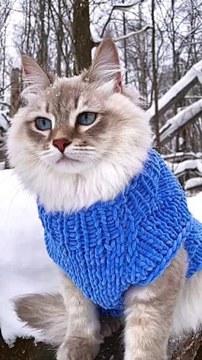 Blue eyes cat #cats_#meow_#fluffycat_#siberianc...